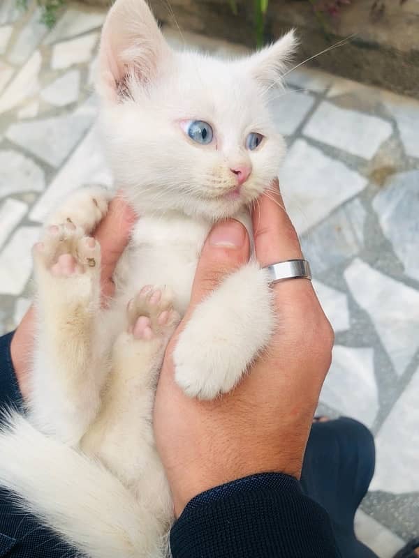 Persian kitten Sky Blue eyes 1