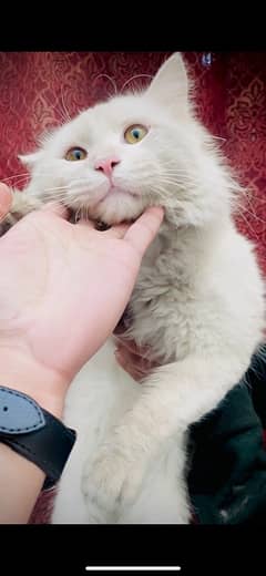 persian male for sale ( ‪+92 370 4678376‬ )