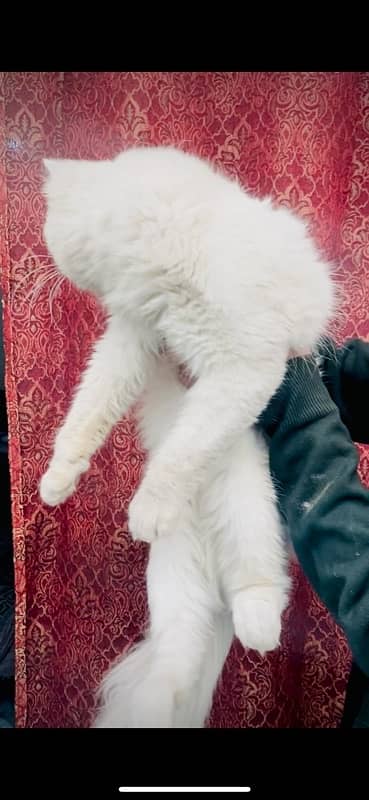 persian male for sale ( ‪+92 370 4678376‬ ) 2