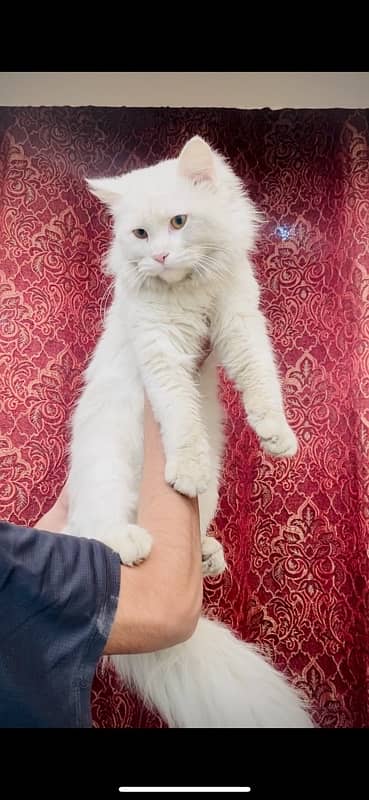 persian male for sale ( ‪+92 370 4678376‬ ) 4