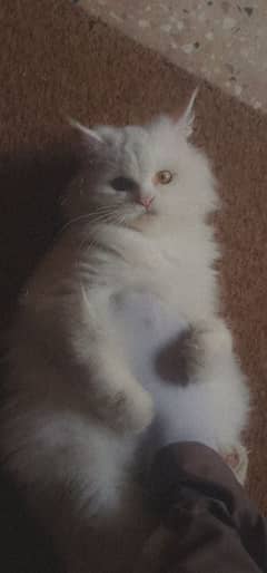 white Persian cat