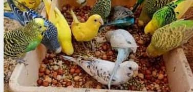 Budgies For sale /Read description