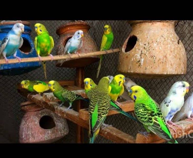 Budgies For sale /Read description 2