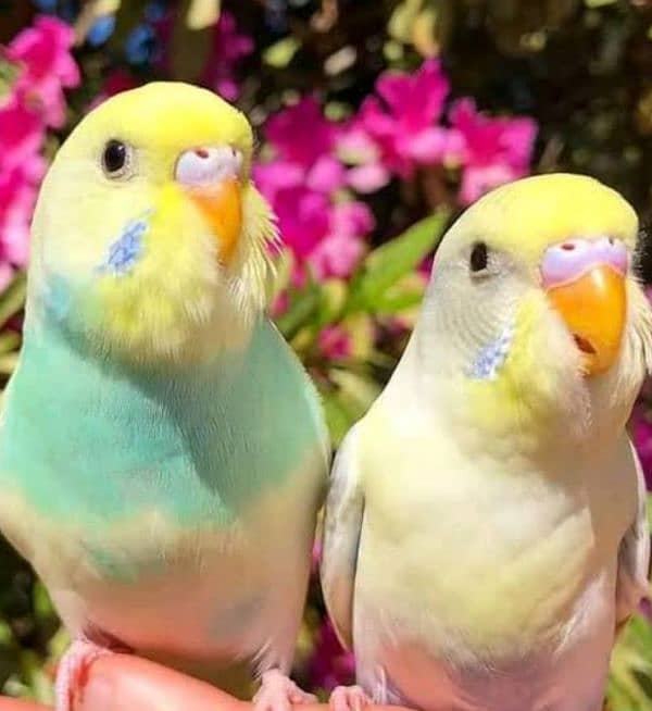 Budgies For sale /Read description 3