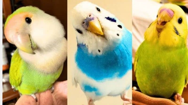 Budgies For sale /Read description 4