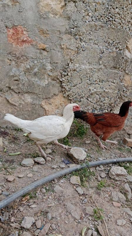 4 aseel hens kruk also available 6