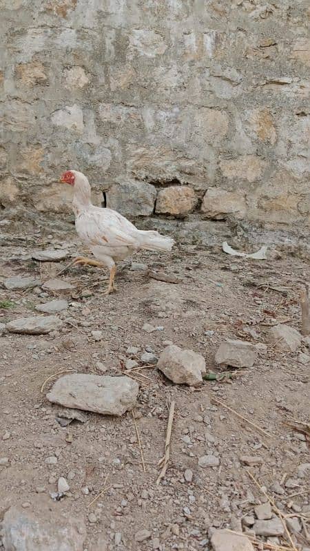 4 aseel hens kruk also available 8