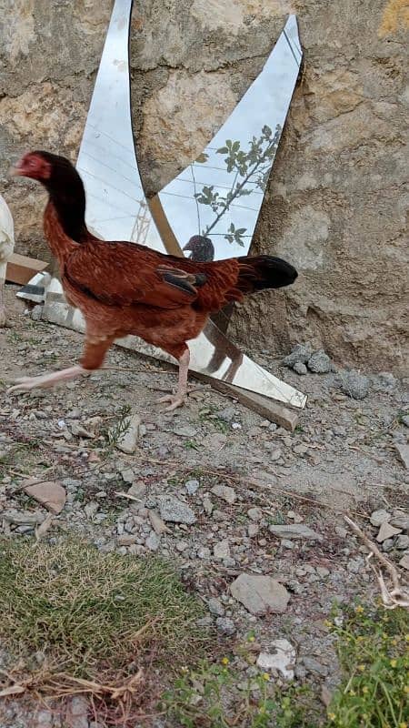 4 aseel hens kruk also available 10