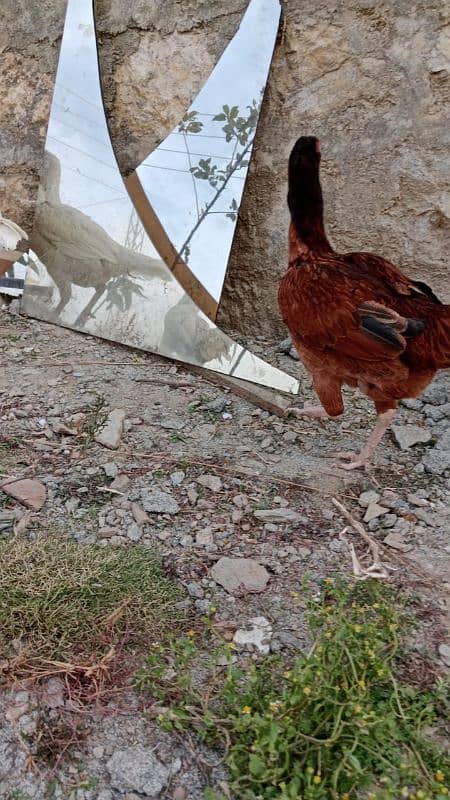 4 aseel hens kruk also available 11