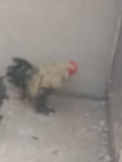 hen