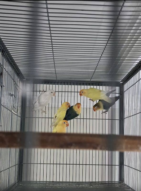 All Birds Looking For New Home - Urgent 0