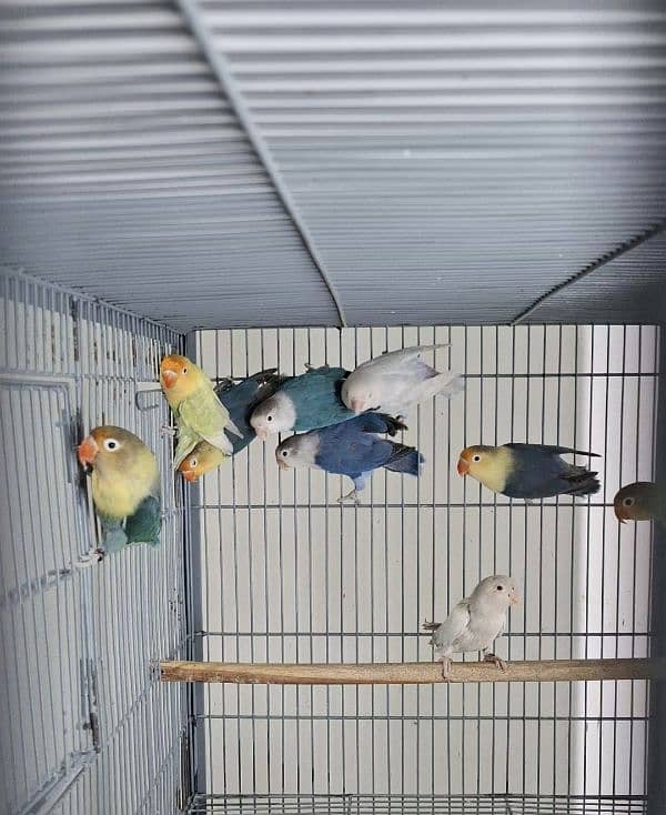 All Birds Looking For New Home - Urgent 1