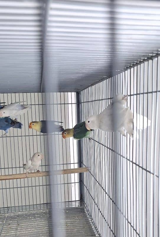 All Birds Looking For New Home - Urgent 2