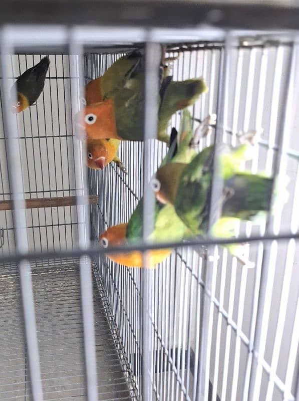 All Birds Looking For New Home - Urgent 3