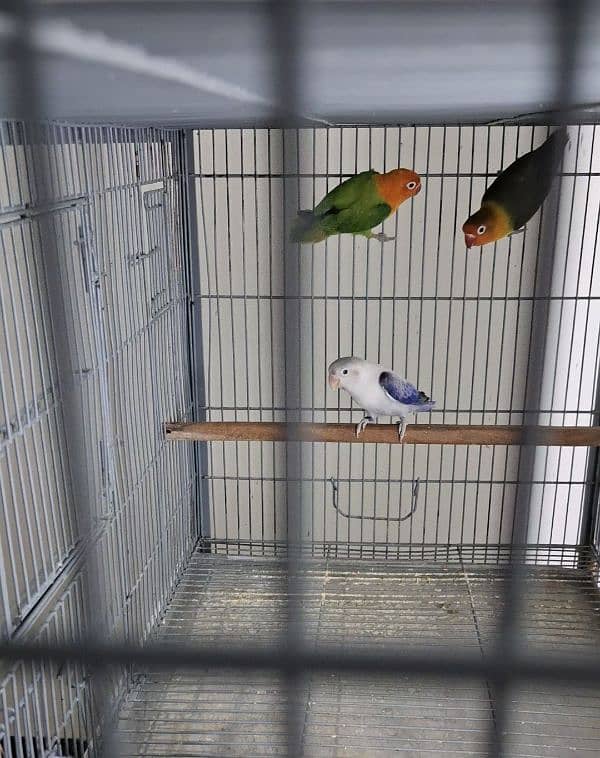 All Birds Looking For New Home - Urgent 4