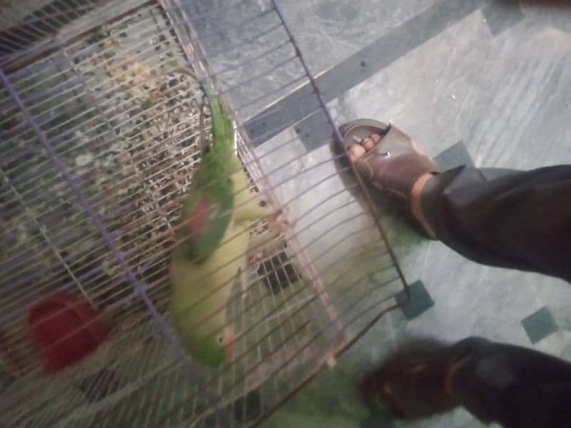 raw parrot female breeder 0