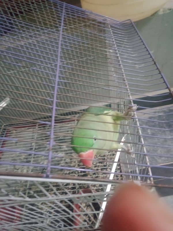 raw parrot female breeder 2