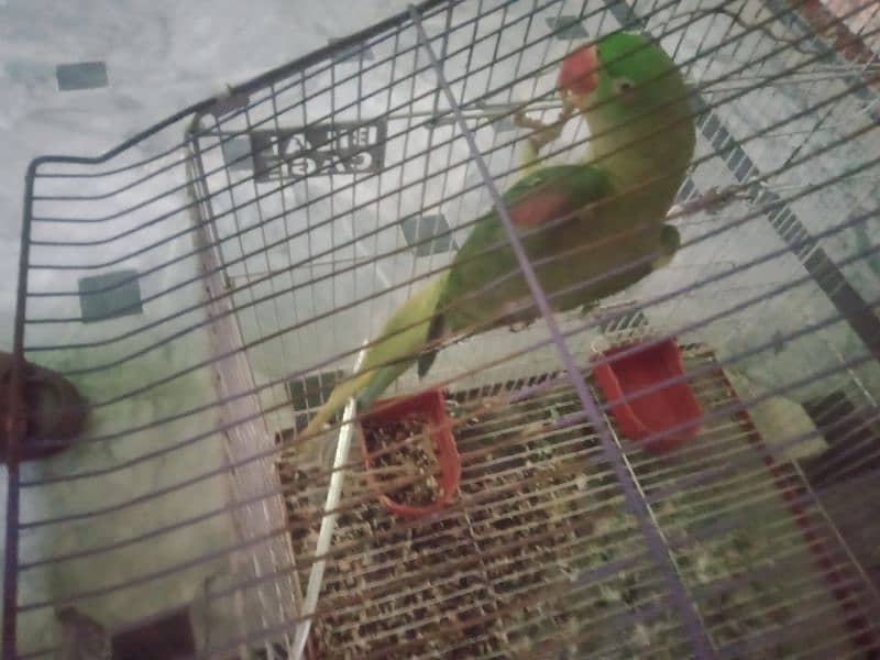 raw parrot female breeder 3