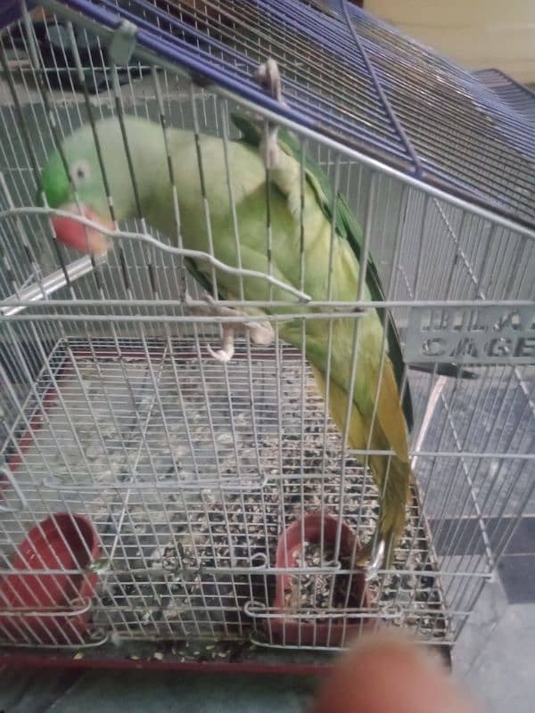 raw parrot female breeder 4