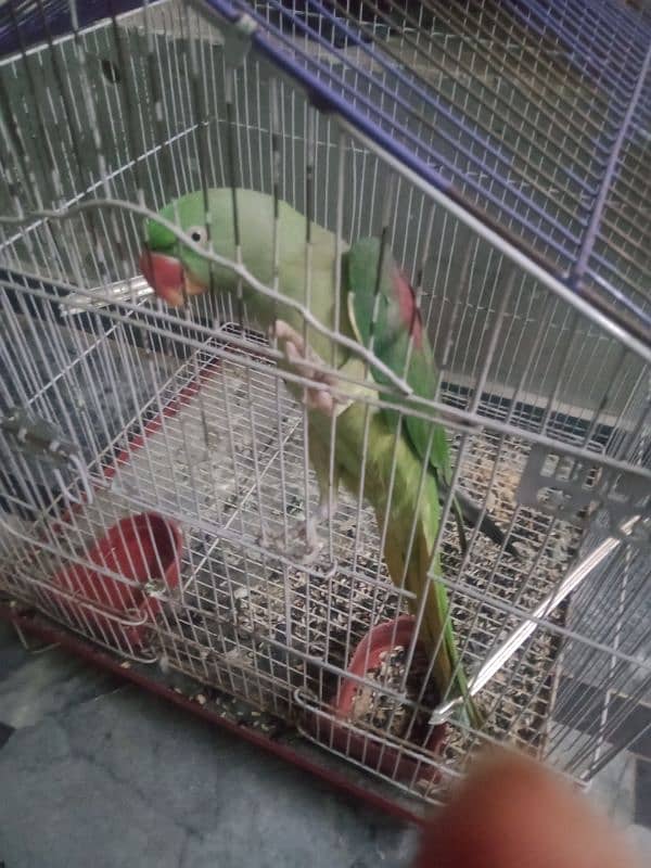 raw parrot female breeder 5