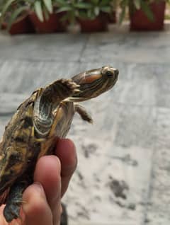 Red Eared Slider Turtle