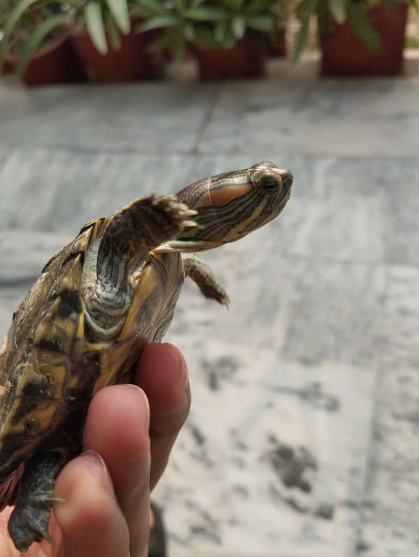 Red Eared Slider Turtle 0