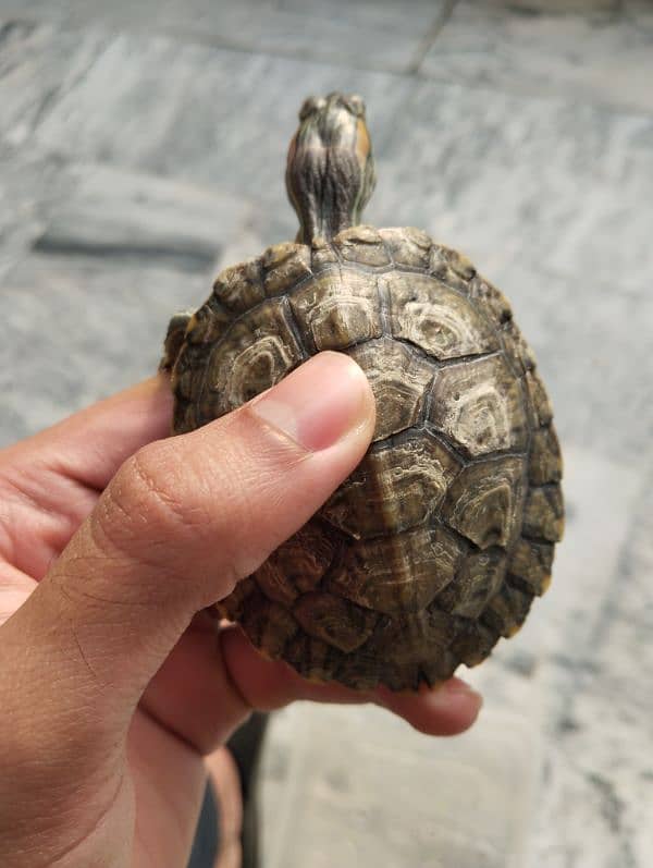 Red Eared Slider Turtle 1