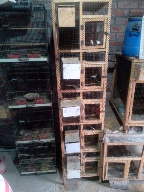 Birds Cage for Sale 0