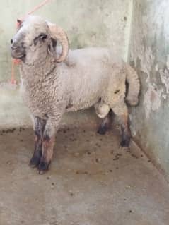 Beautiful Ram sheep