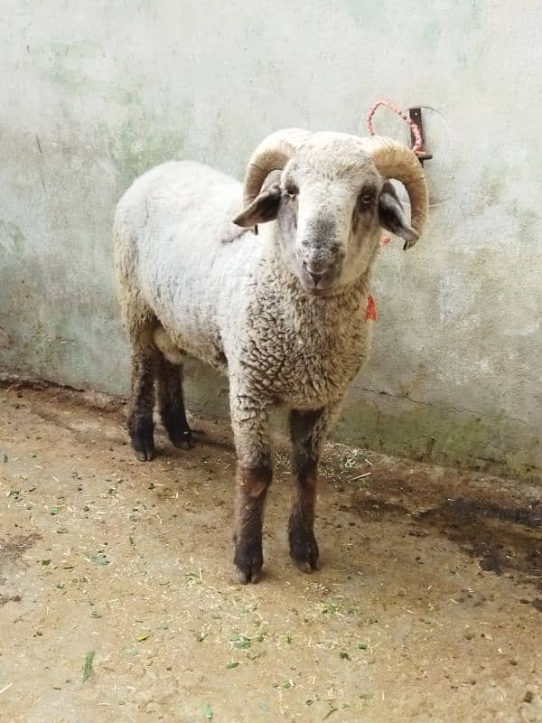 Beautiful Ram sheep 1