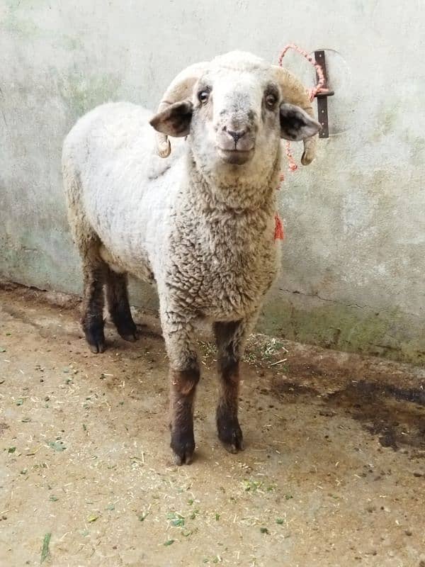 Beautiful Ram sheep 2