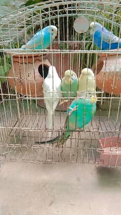 Australian Parrots 01 Pair 800