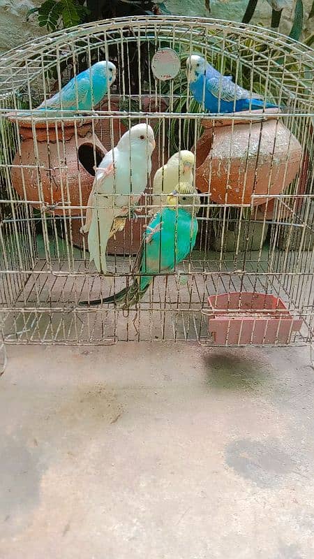 Australian Parrots 01 Pair 800 3