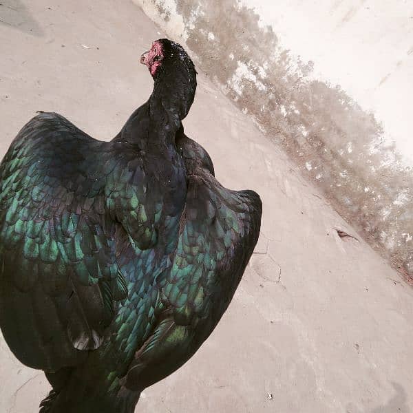 mushki . badami. aur ak heavy buff hen for sale 0