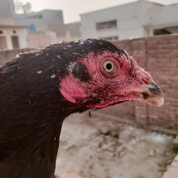 mushki . badami. aur ak heavy buff hen for sale 1