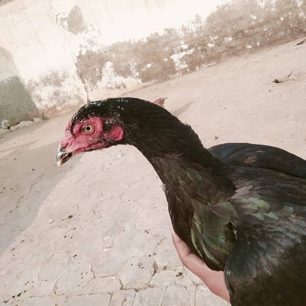 mushki . badami. aur ak heavy buff hen for sale 2