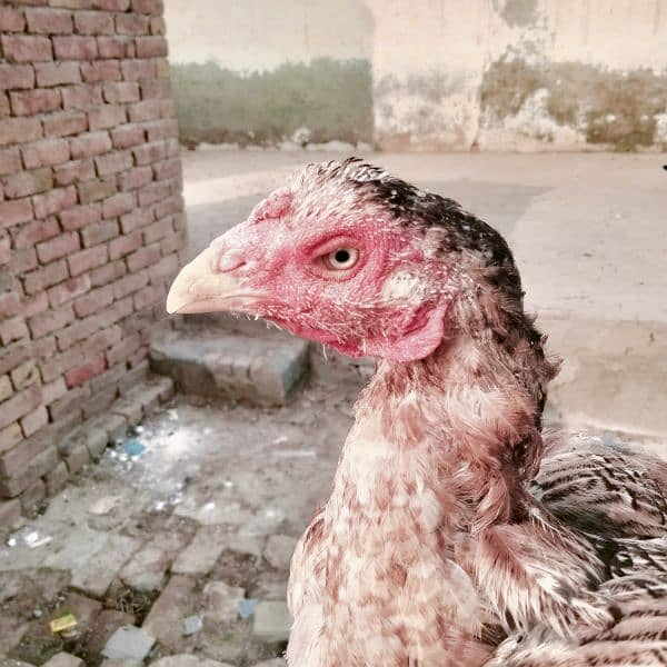 mushki . badami. aur ak heavy buff hen for sale 3