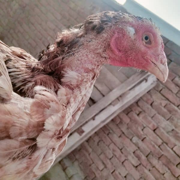 mushki . badami. aur ak heavy buff hen for sale 4