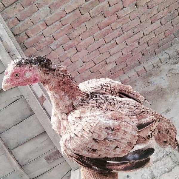 mushki . badami. aur ak heavy buff hen for sale 5