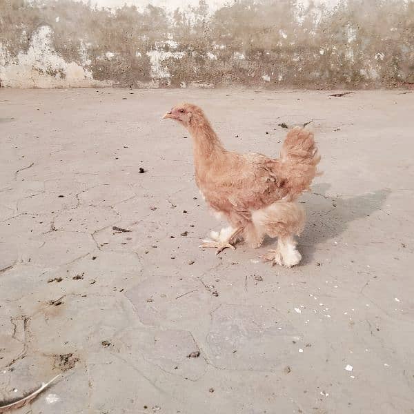 mushki . badami. aur ak heavy buff hen for sale 6