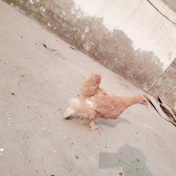 mushki . badami. aur ak heavy buff hen for sale 7