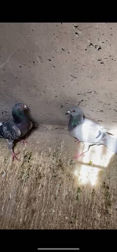 sherazi pigeons