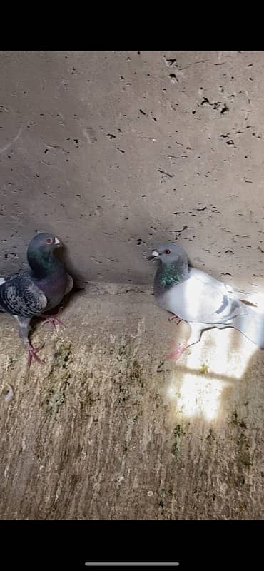 sherazi pigeons 0