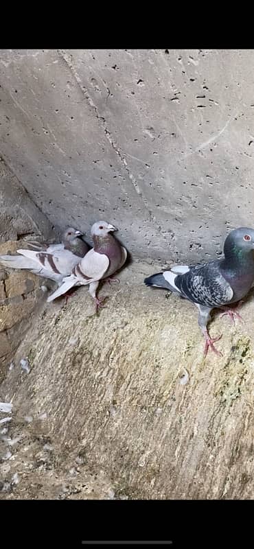 sherazi pigeons 2