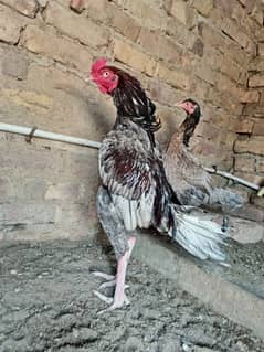 pure aseel quality hen pair