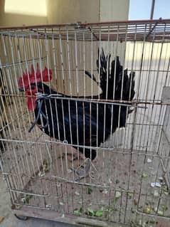 australorp