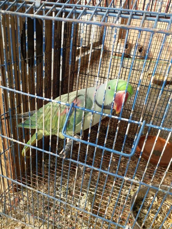 raw parrot 0