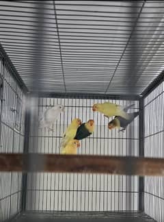 Lovebirds Setup For Sale Urgent