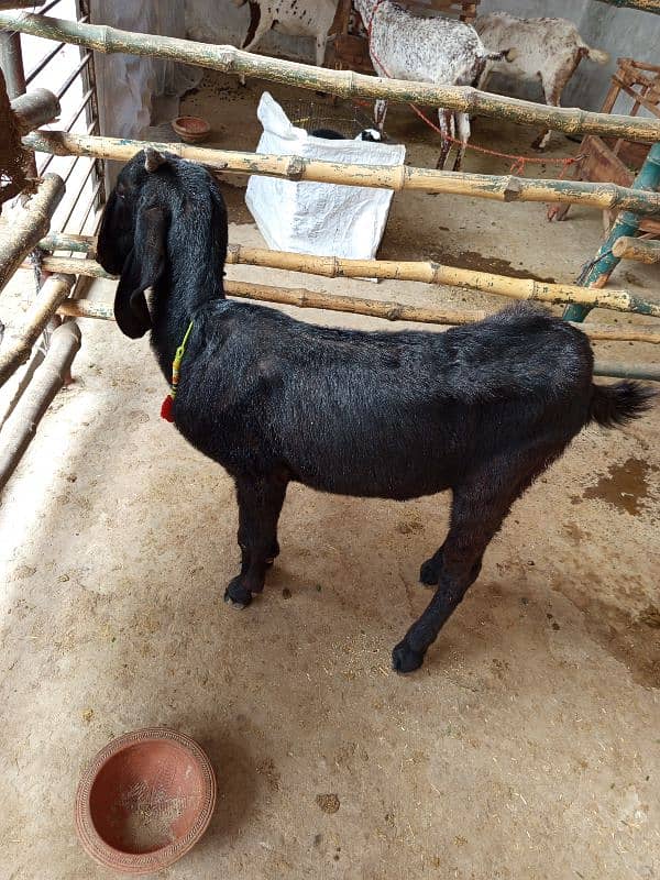 Black Female goat only got meat 0