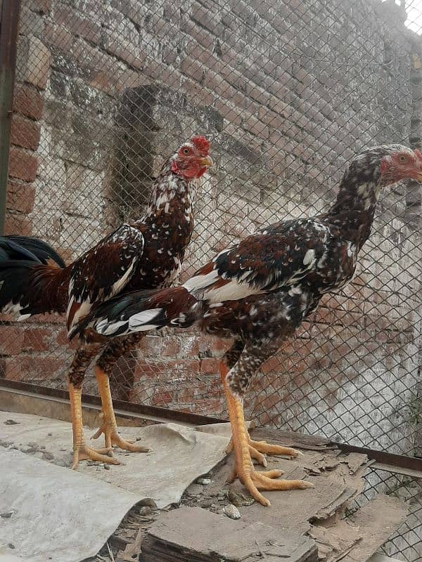 Pure Aseel Murga for sale 9